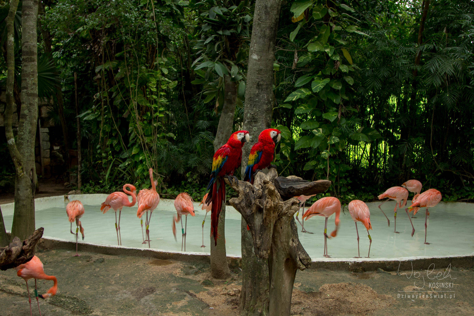 Meksyk - Park Xcaret, flamingi, papugi i Dzień Zmarłych